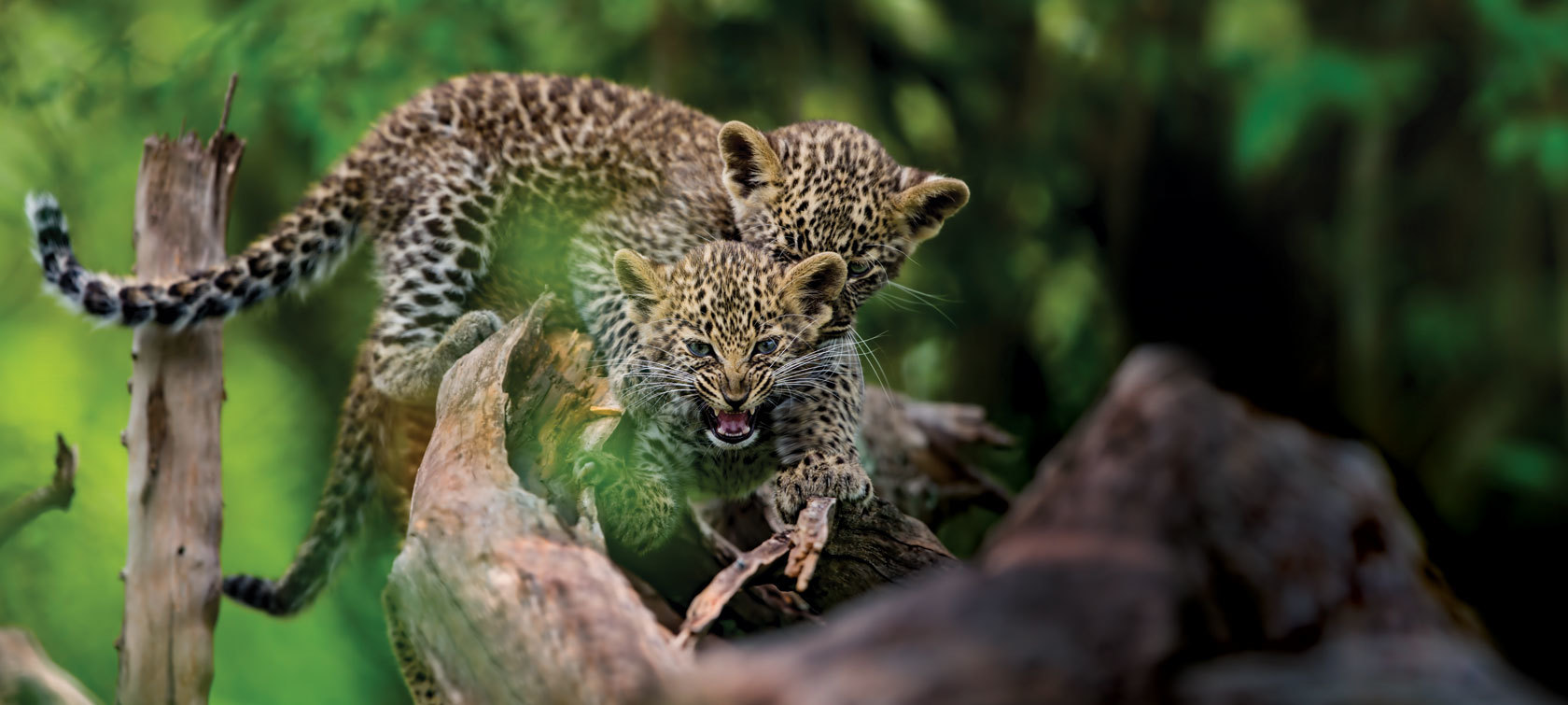 Walking safari