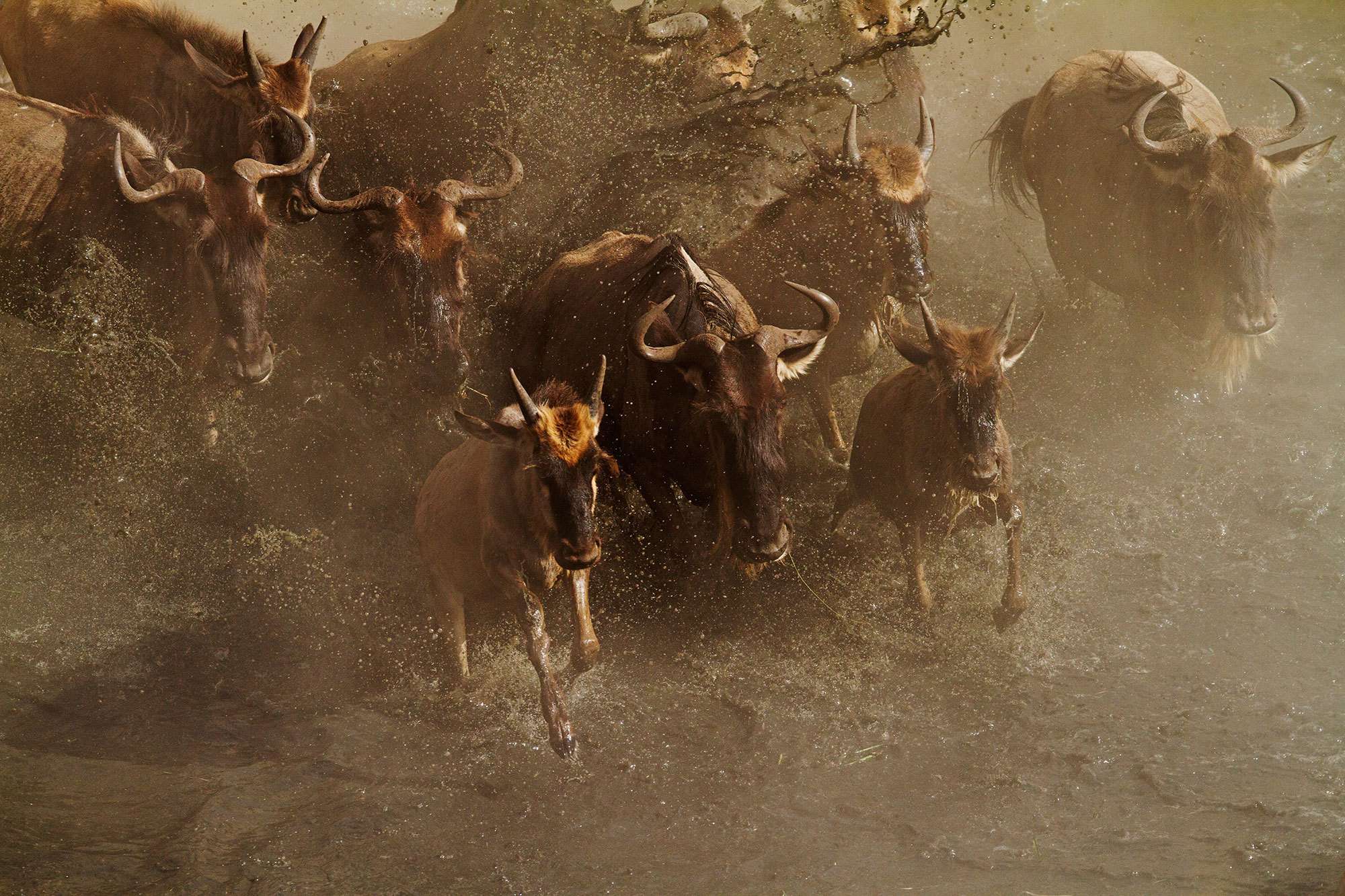 Photographic safari