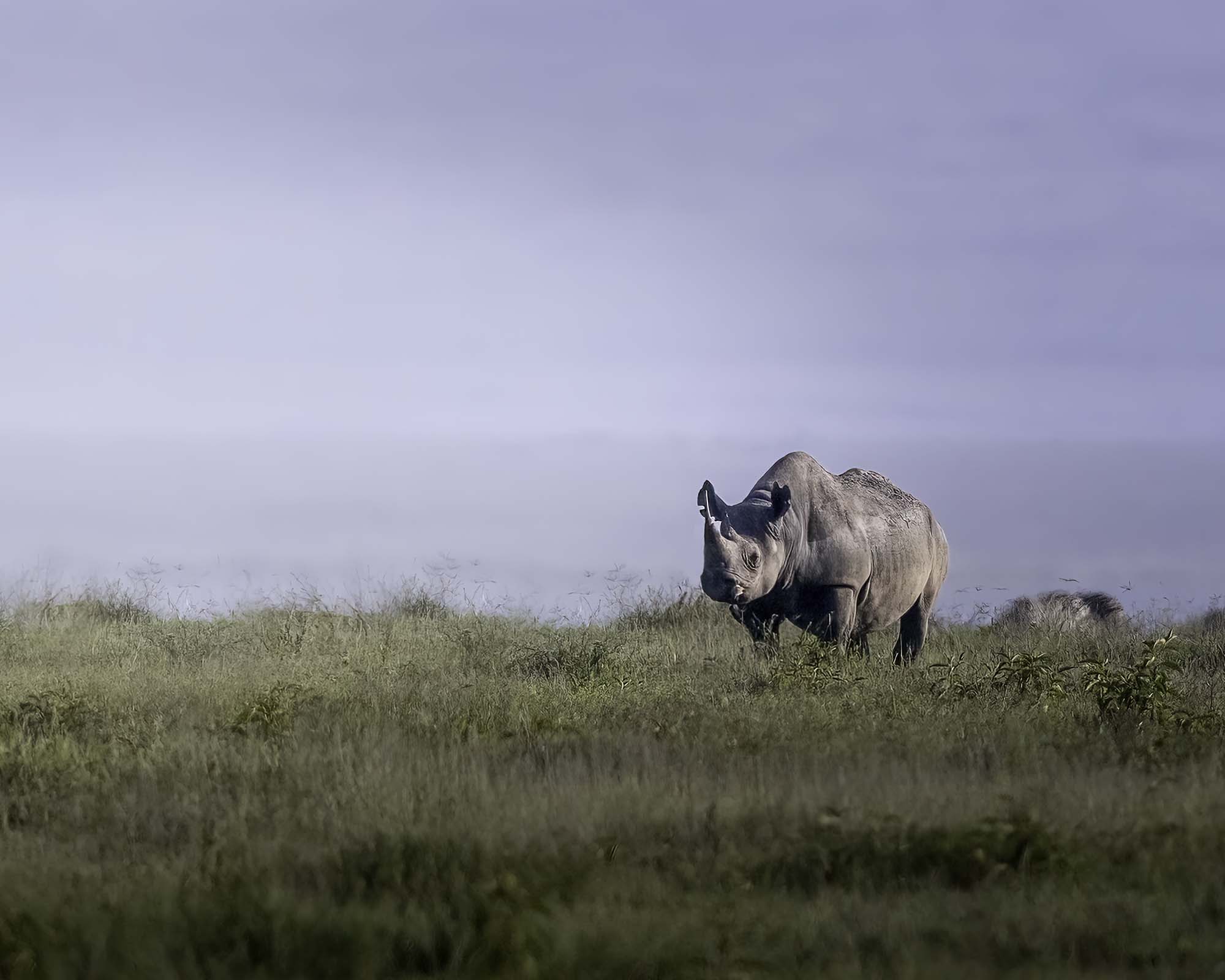 Wildebeest Migration
