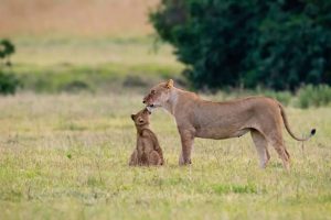 Serengeti